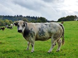 big cow in the pasture