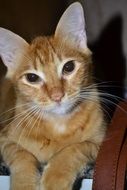 ginger kitten with sad eyes