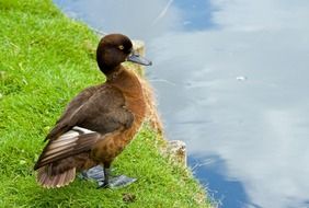 duck on green grass near the river