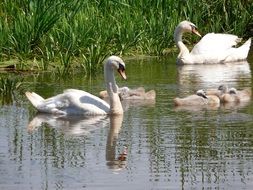 Białobrzegi Birds