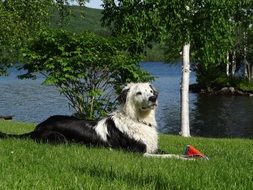 Dog on a grass on a Lake coast