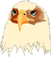 Head Eyes Eagle drawing