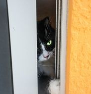 beautiful cat with green eyes