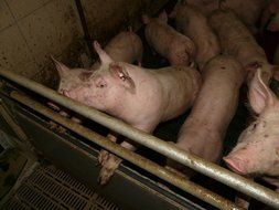 piglets in the stall