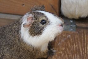 charmingly cute Guinea Pig