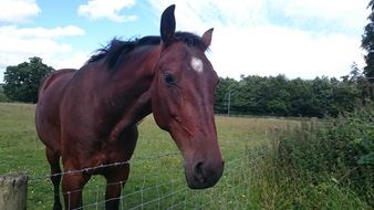 brown horse on the green grass behind the fence