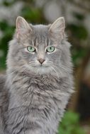 gray fluffy cat