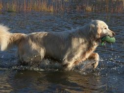 golden retriever with a toy in his mouth goes on the water