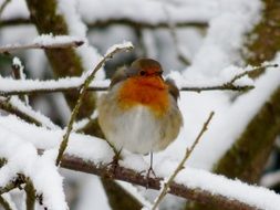 robin on a branch with snow in winter
