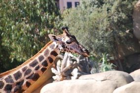 portrait of Giraffe animals in the zoo