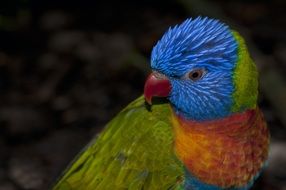 Rainbow Lorikeet parrot in animal world