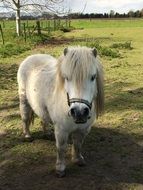 charming Pony Pasture