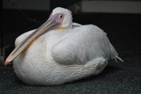 white pelican lies in the room