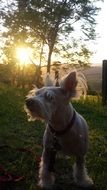 Dog in Sunlight