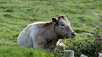 Cow on the grass in Ireland