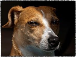 portrait of a cute jack russell terrier