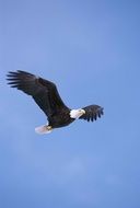 Bald eagle in a flight