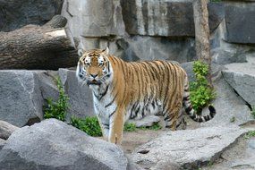 sumatran tiger in the zoo