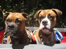 Two boxer dogs