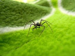 spider on a green carpet