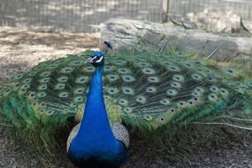 colorful male peacock