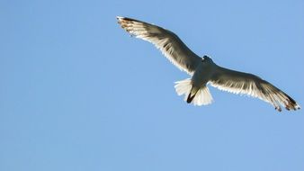 wing spread of a seagull