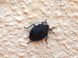 black beetle on the white wall