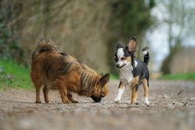 Chiwawas Dog puppies outdoor walking