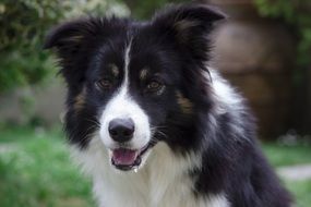 portrait of a hairy black and white border collie dog