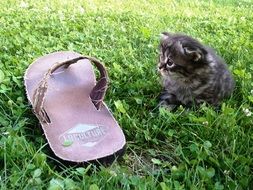 slipper and gray kitten in the garden