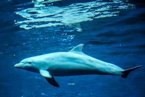 incredibly beautiful Dolphin