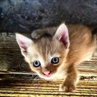 beautiful and cute Kitten Pets