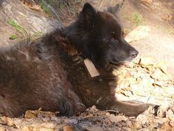 black fluffy Dog lays on ground