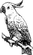 Black and white drawing of the charming Cockatoo Bird