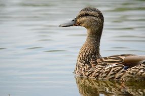 spotted duck on the water close up