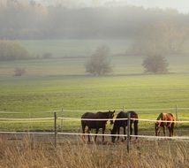 delicious Horses