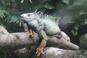 Green iguana in Zoo
