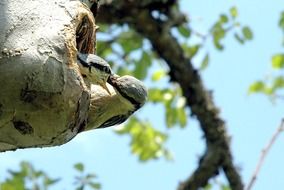 fascinating Bird Feeding