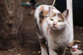 Portrait of Domestic kitten Outdoors