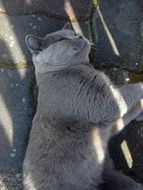 gray cat lying on the ground