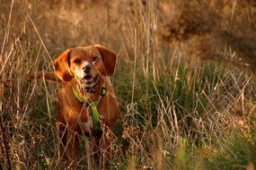 dog with a green leash in dry grass