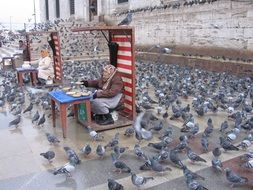 sale of feed for pigeons in Istanbul