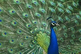 fascinating peacock feathers