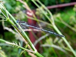 dragonfly on a plant in nature