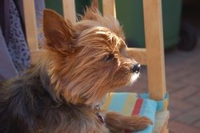 cute brown yorkshire terrier