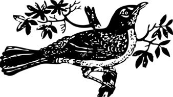 black and white graphic image of a mockingbird in detail