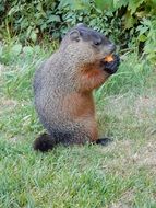 portrait of gopher nibbles carrots in the garden