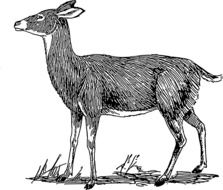 drawing a deer on the grass