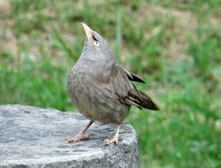 portrait of beautiful Jungle Babbler bird