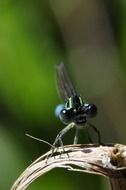 dragonfly on a dry stalk close-up on blurred background